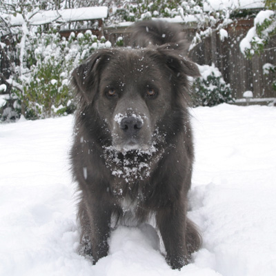 kekrops in the snow